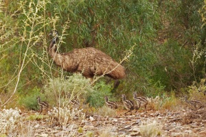 EA Male emu with brood of young stripy chicks