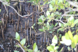 AG Puemataphores  in the mangrove forest