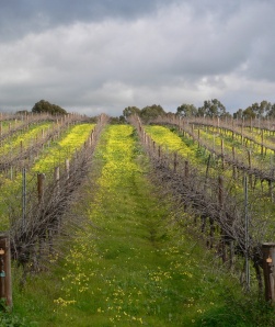 C Vines near McClaren Vale