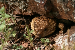 d A shingleback or sleepy lizard sheltering under a lichen scarred rock