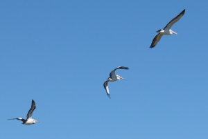 6 Pelicans showing different wing positions in flight