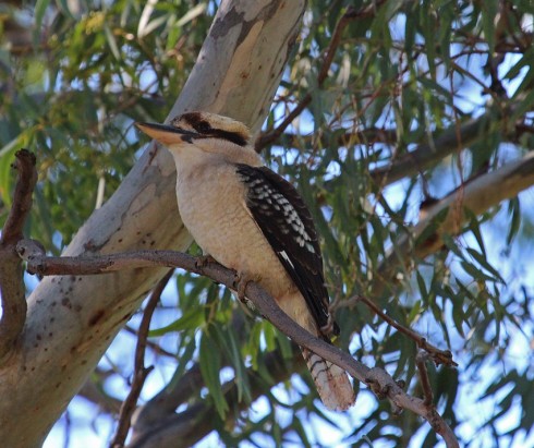 A kookaburra sits in the old gum tree