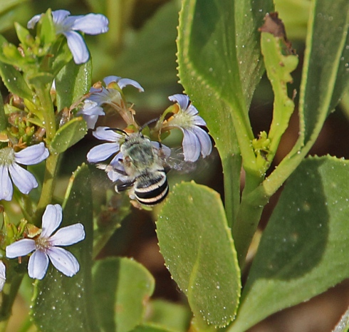Blue bees are a small native species that have a more errtic, zippy flight pattern than common honey bees
