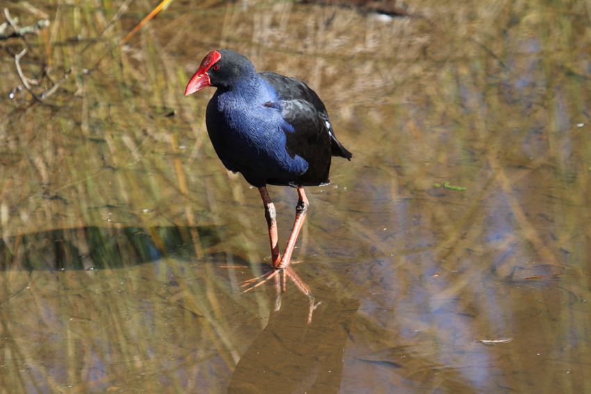Purple swamp hens are often seen using their huge feet to climb over reeds