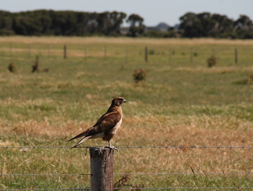 A swamp harrier rests on a fence post